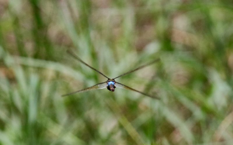  Elephant Emperor (Anax indicus) 