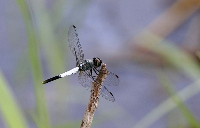 Little Blue Marsh Hawk (Brachydiplax sobrina)