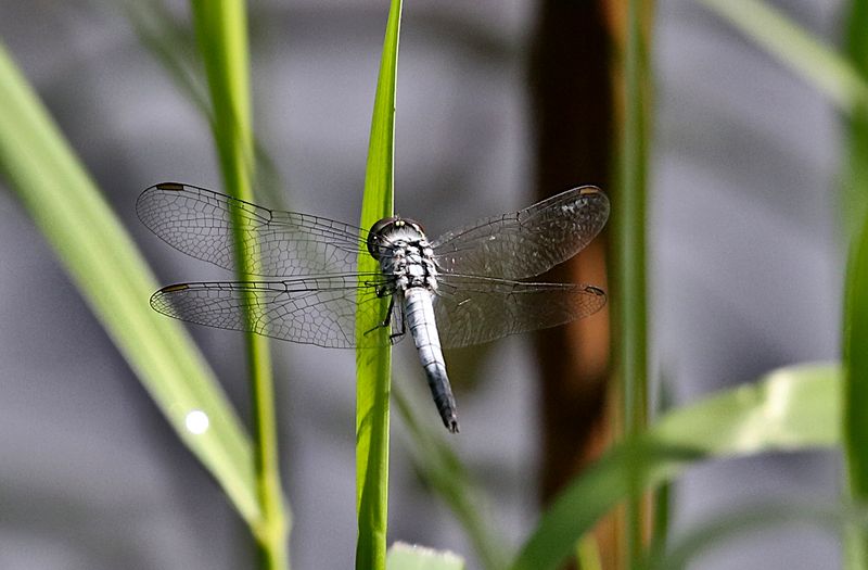 Little Blue Marsh Hawk (Brachydiplax sobrina)