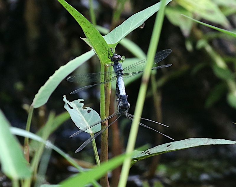 Little Blue Marsh Hawk (Brachydiplax sobrina)