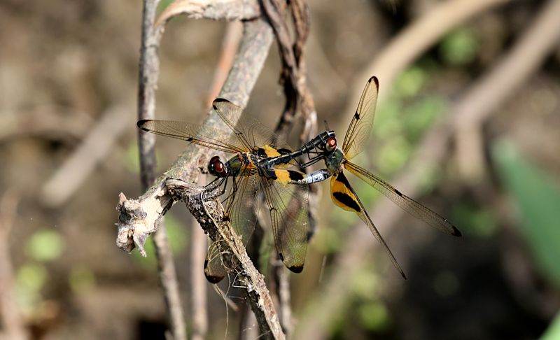 Yellow-striped Flutterer (Rhyothemis phyllis)