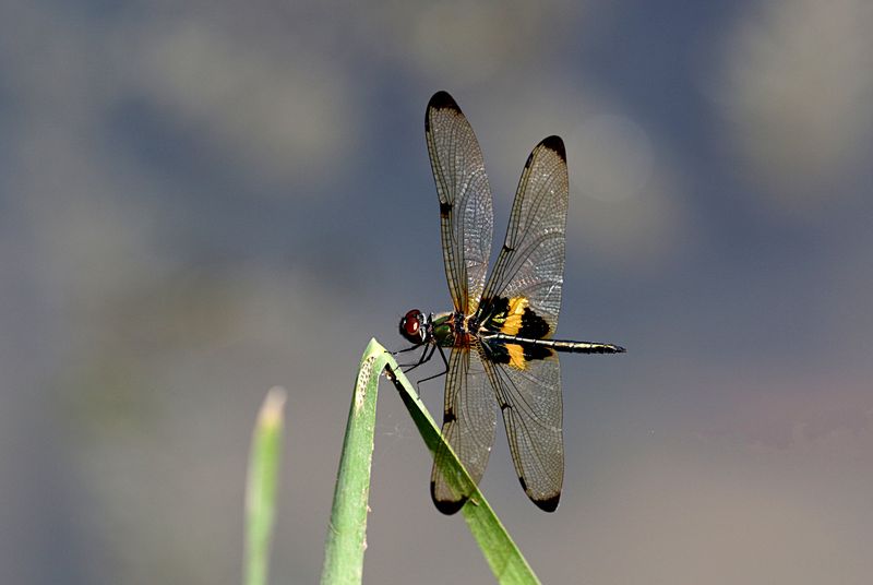 Yellow-striped Flutterer (Rhyothemis phyllis)