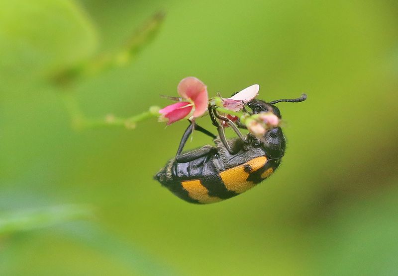 Hycleus phaleratus