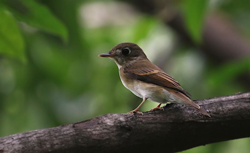 Brown-breasted Flycatcher