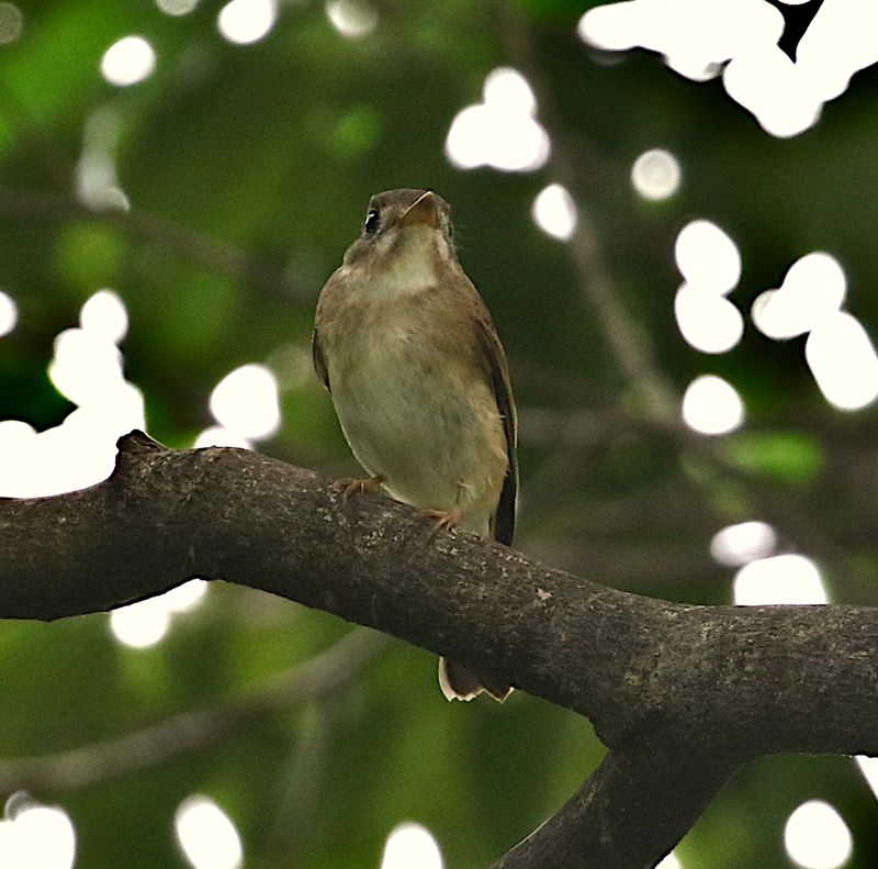 Brown-breasted Flycatcher
