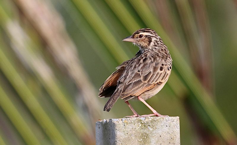 Indochinese Bushlark