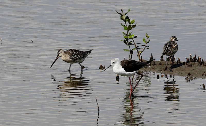 Asian Dowitcher