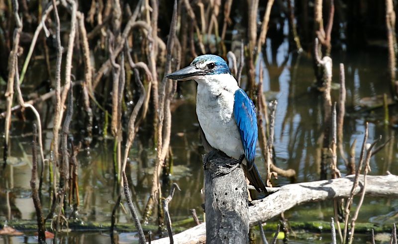 Collared Kingfisher