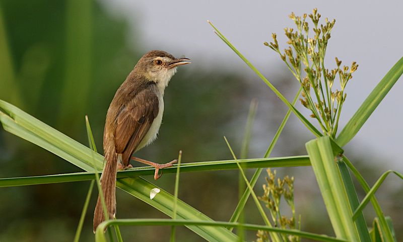 Plain Prinia