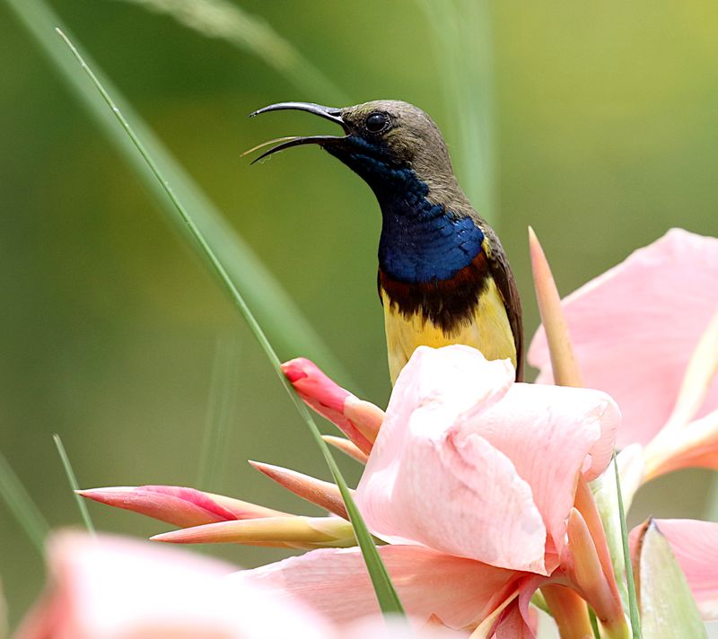 Olive-backed Sunbird