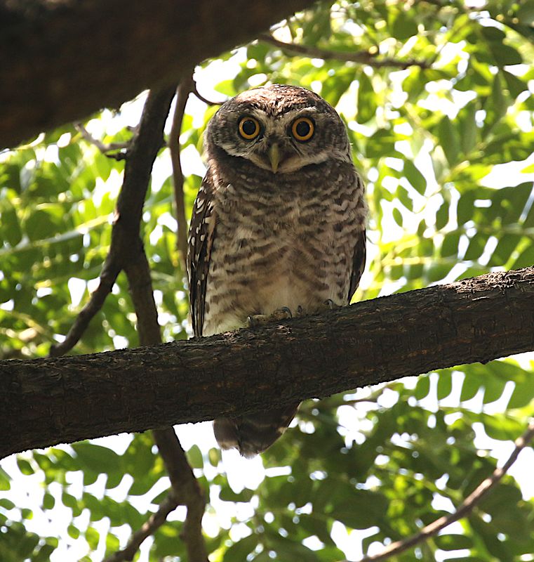 Spotted Owlet