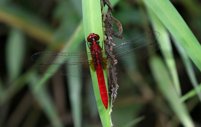 Rufous Marsh Glider (Rhodothemis rufa)