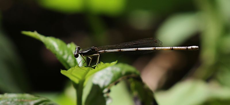 Yellow Featherlegs (Copera marginipes)