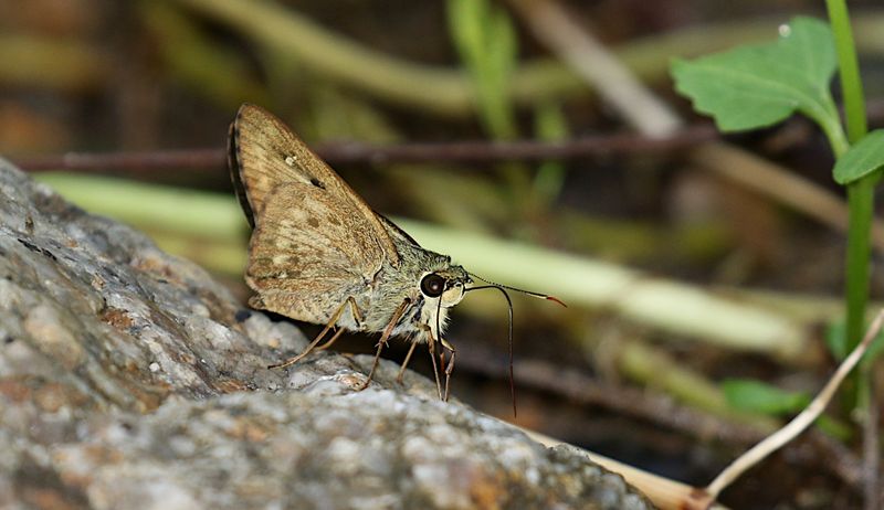 Light Straw Ace (Pithauria stramineipennis)
