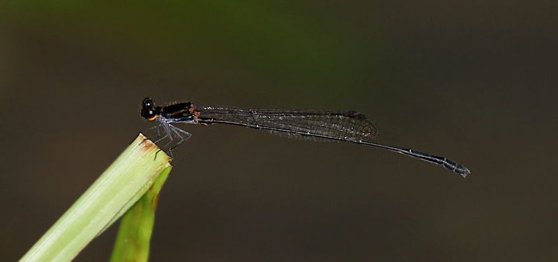 Black Threadtail  (Prodasineura autumnalis)