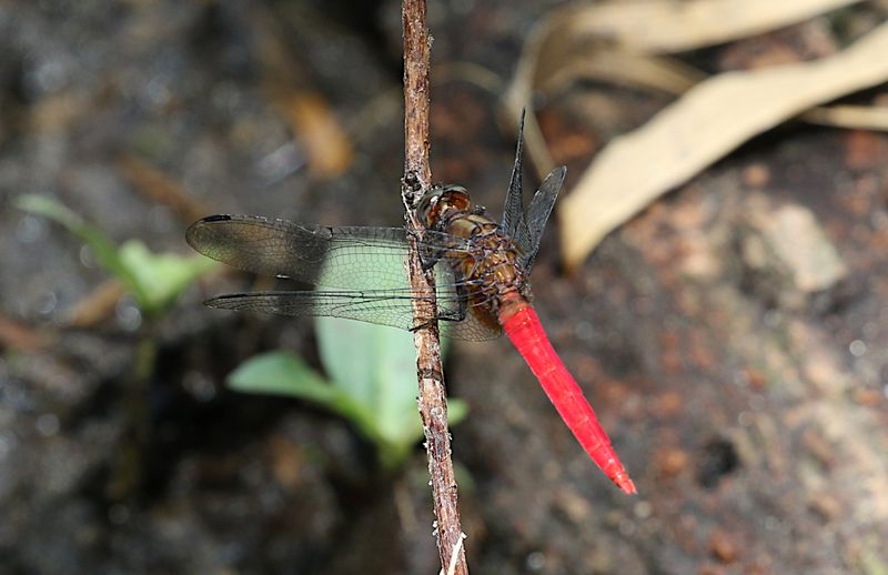 Brown-backed Red Marsh Hawk (Orthetrum chrysis)