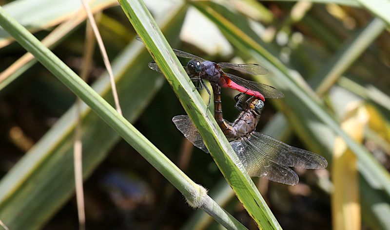 Crimson-tailed Marsh Hawk (Orthetrum pruinosum)