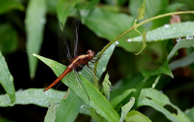 Rufous Marsh Glider (Rhodothemis rufa)