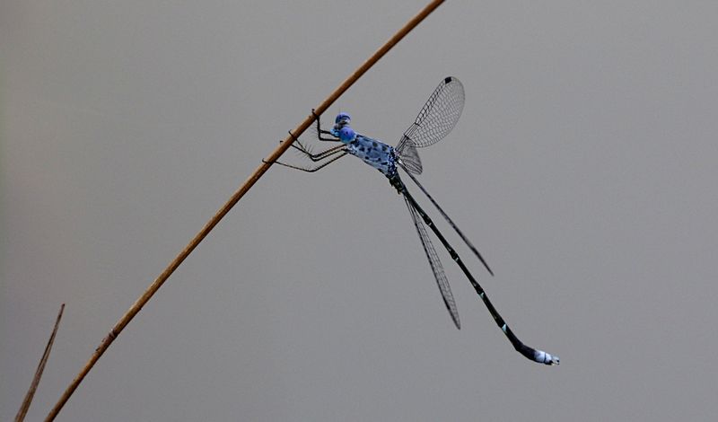 Scalloped Spreadwing (Lestes praemorsus)