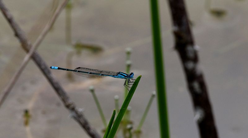 Blue Riverdamsel (Pseudagrion microcephalum)