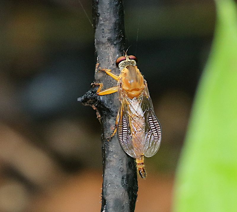 Genus Clephydroneura 