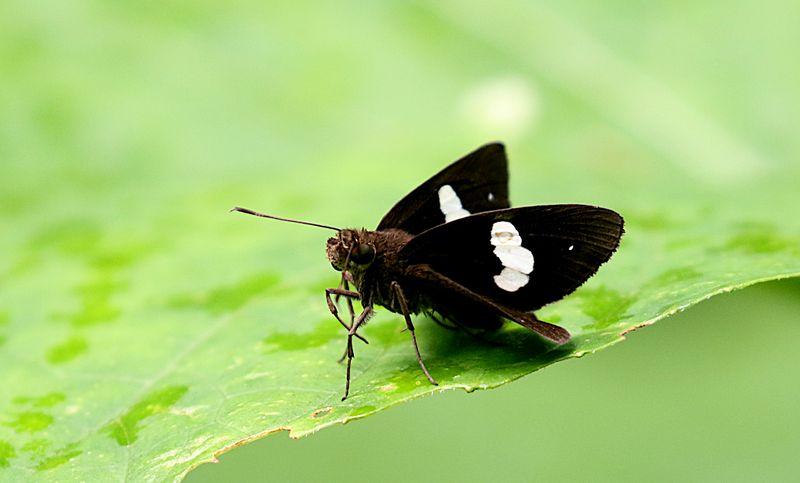 Common Banded Demon