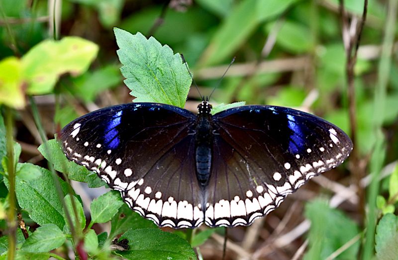 Great Eggfly (Hypolimnas bolina)