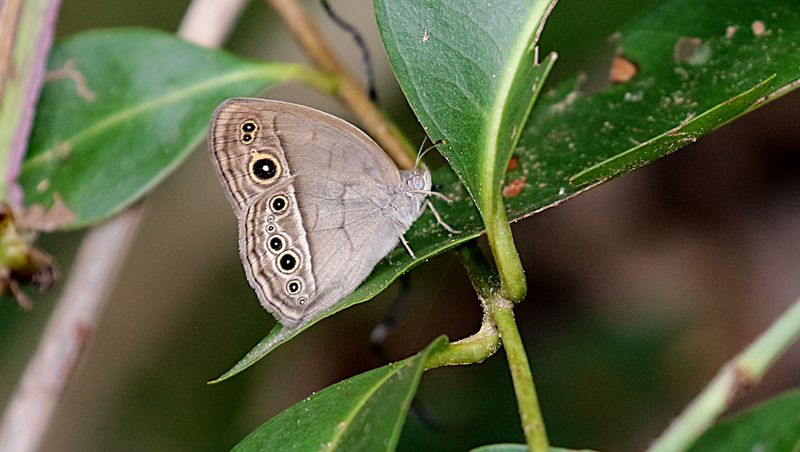 Burmese Bushbrown