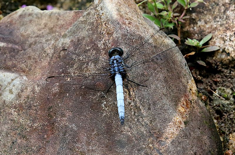 Blue Marsh Hawk (Orthetrum glaucum)