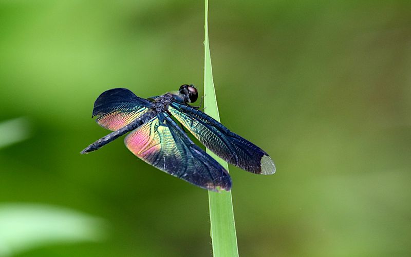Greater Bluewing (Rhyothemis plutonia)