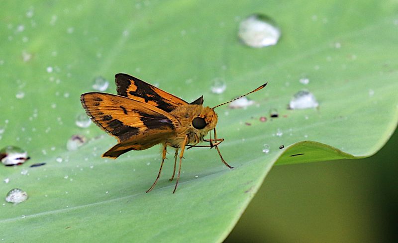 Common Dartlet (Oriens gola)