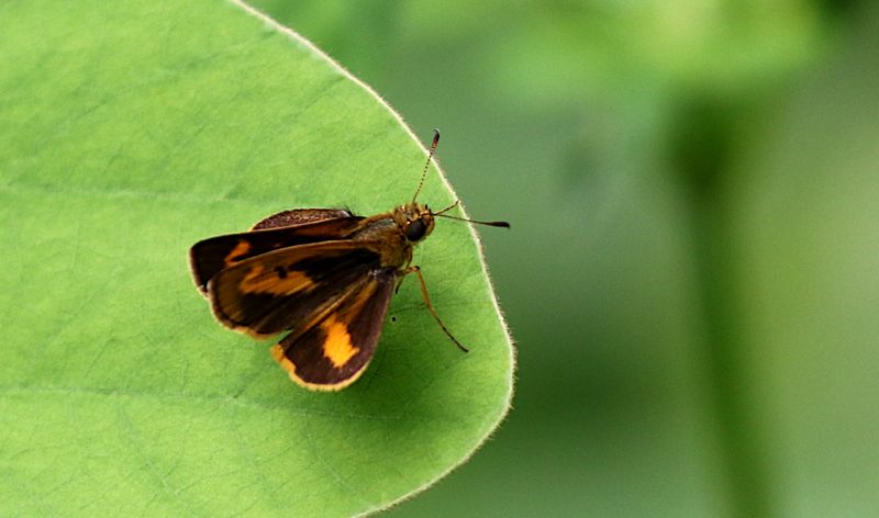 Common Dartlet (Oriens gola)