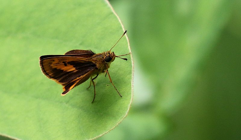 Common Dartlet (Oriens gola)
