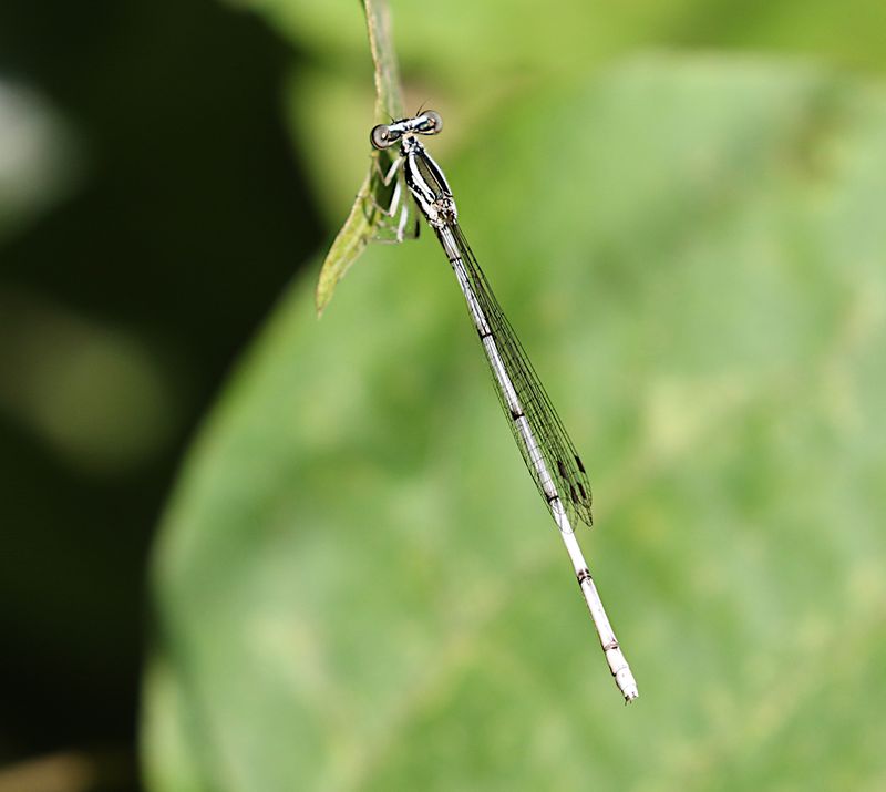 Yellow Featherlegs (Copera marginipes)