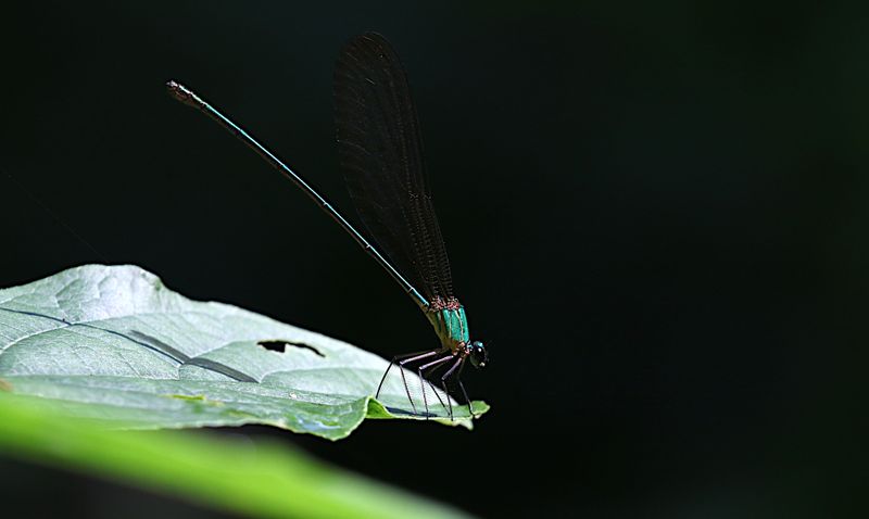 Clear-winged Forest Glory (Vestalis gracilis)