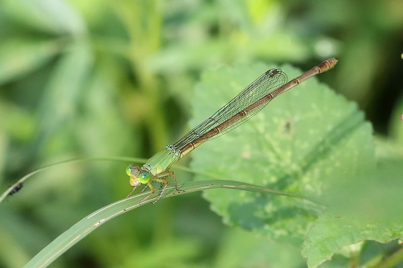 Ceriagrion indochinese