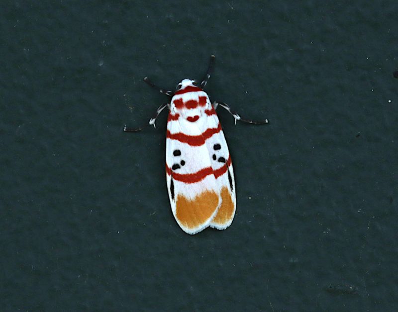 Cyana bellissima