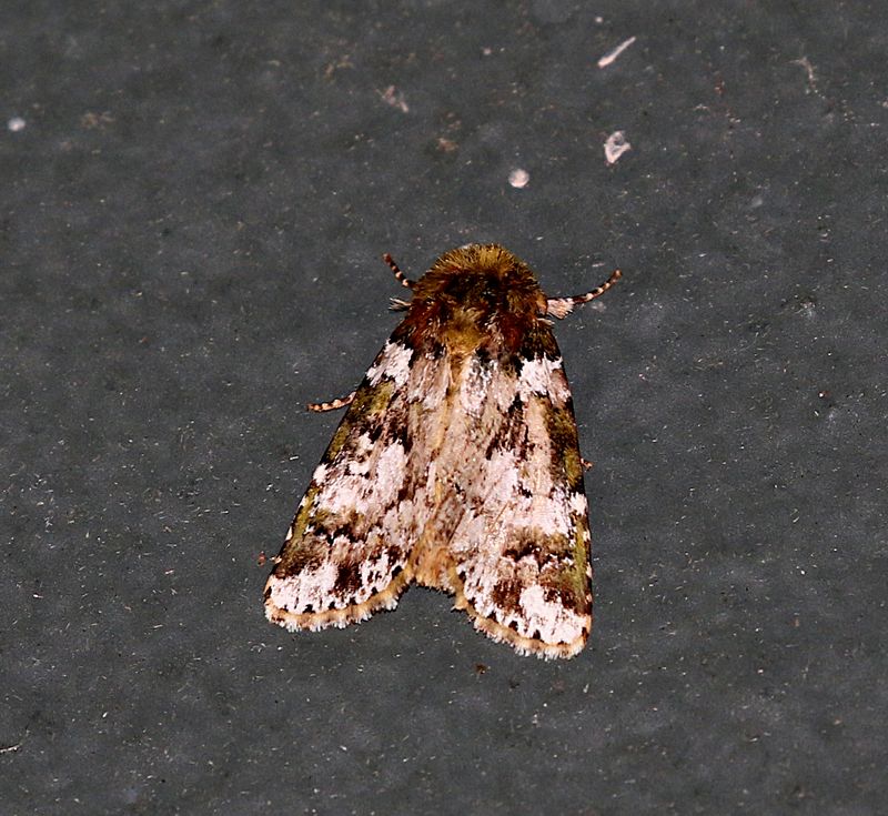 Genus Heterochroma