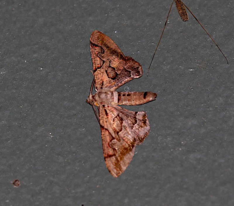 Hypochrosis binexata
