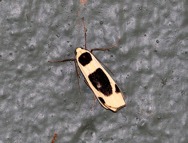 Thysanoptyx incurvata