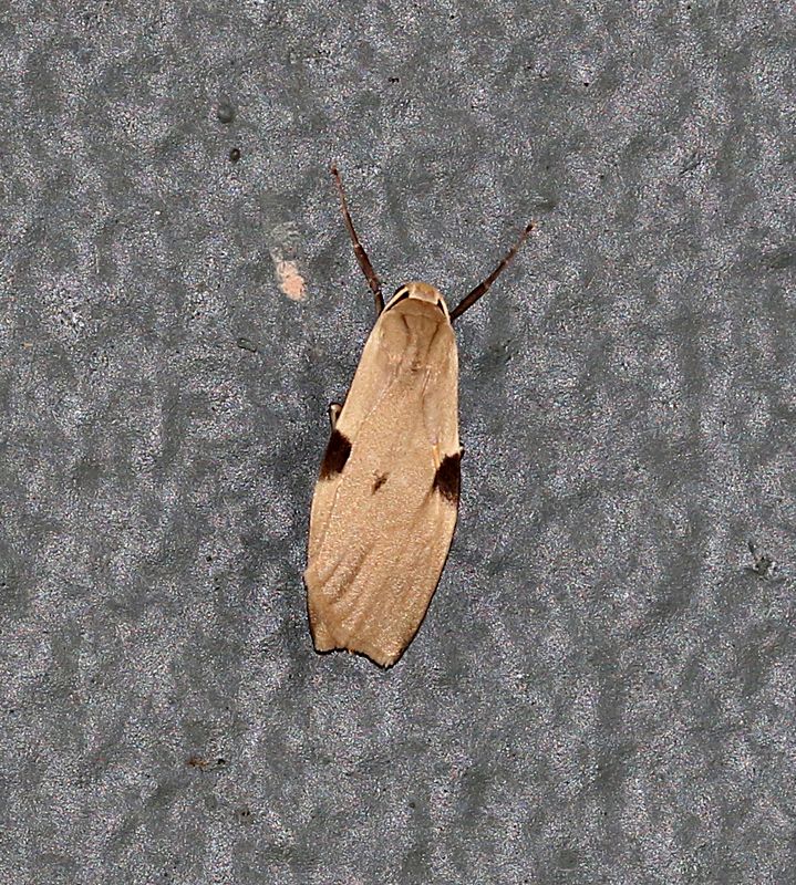 Macotasa nubeculoides