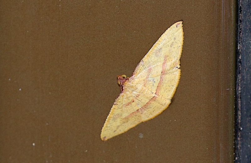 Heterolocha