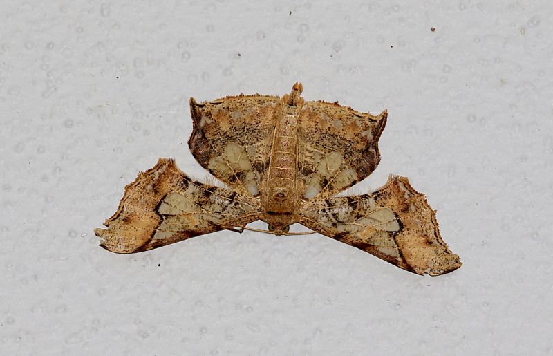 Krananda semihyalina
