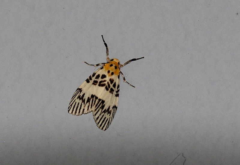 Complex Ammatho hypoprepioides
