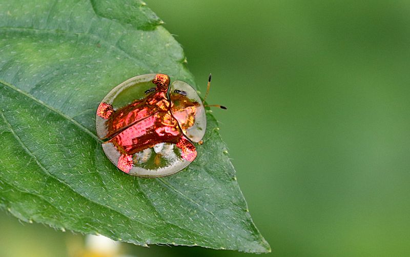 Golden Tortoise Beatle