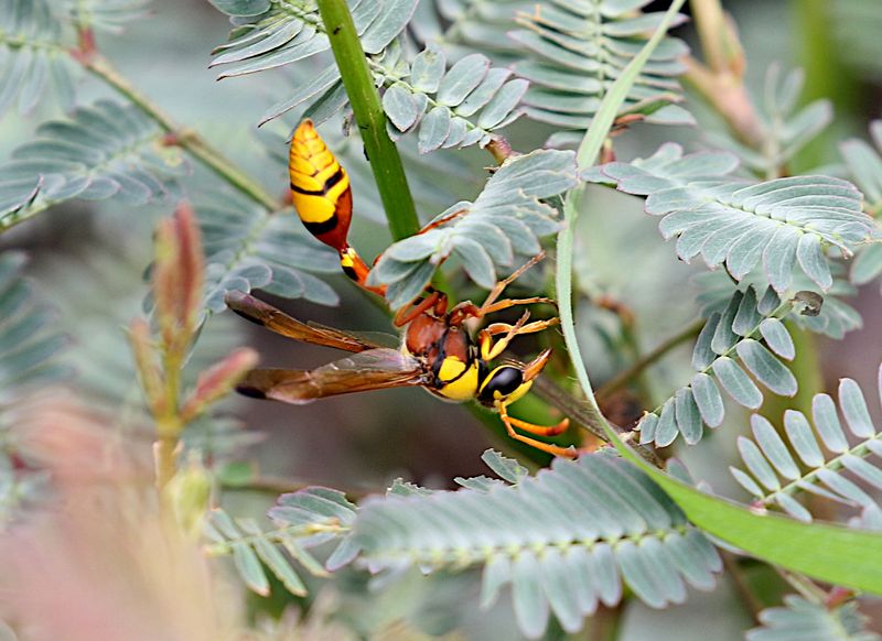 Okinawa Mud Wasp (Delta esuriens)