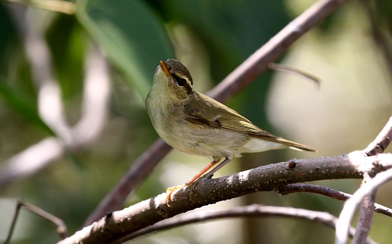 Arctic Warbler