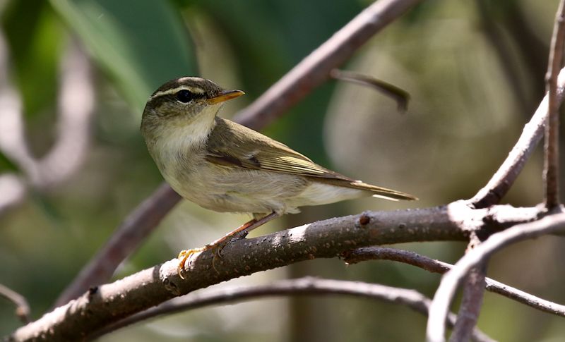 Arctic Warbler