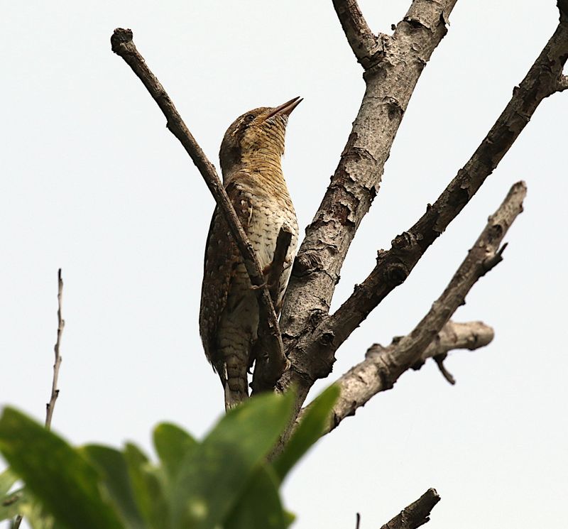 Wryneck