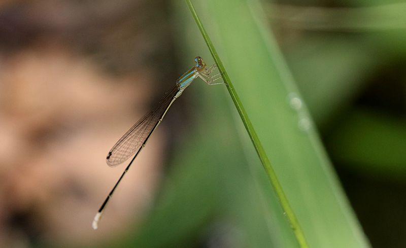 Pale Slender Dartlet (Aciagrion pallidum)